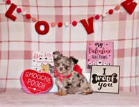 Juno, a male Chihuahua for sale in Charleston, AR – Photo 2 of 2