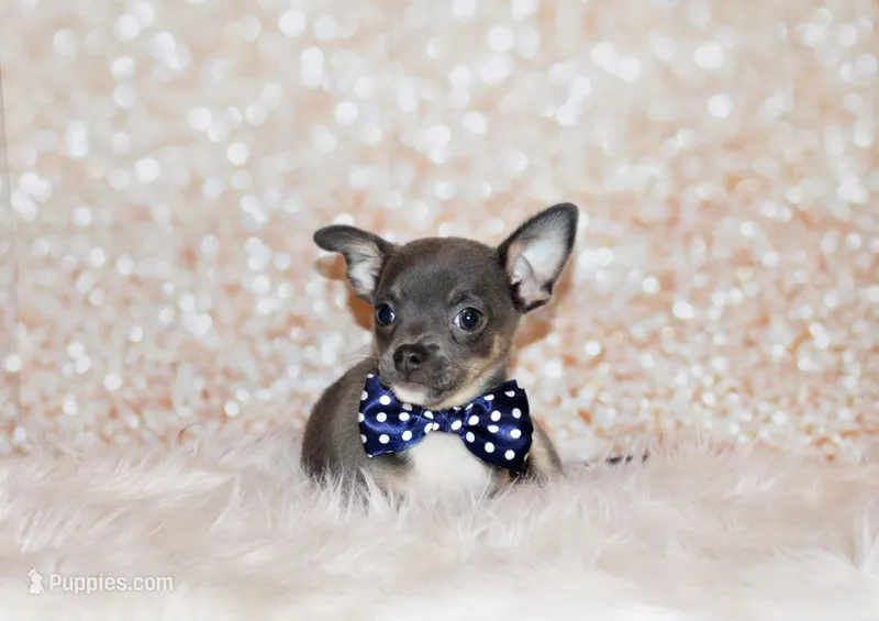 Eastwood – Chihuahua puppy for sale in Charleston, AR