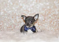 Eastwood, a male Chihuahua for sale in Charleston, AR – 2 of 6