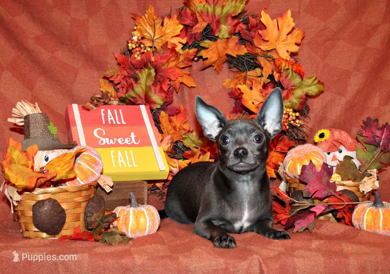 Denver – Chihuahua puppy for sale in Charleston, AR