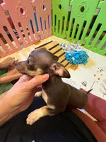 Remus, a male Chihuahua for sale in Charleston, AR – 10 of 10