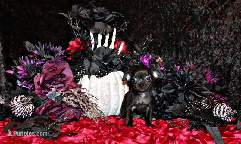 Amira – Chihuahua puppy for sale in Charleston, AR