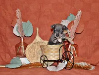 Ysabella, a female Chihuahua for sale in Charleston, AR – 1 of 2