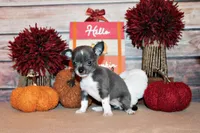 Pixie, a female Chihuahua for sale in Charleston, AR – 2 of 4