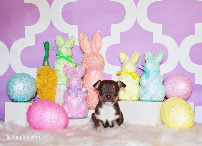 Remus – Chihuahua puppy for sale in Charleston, AR