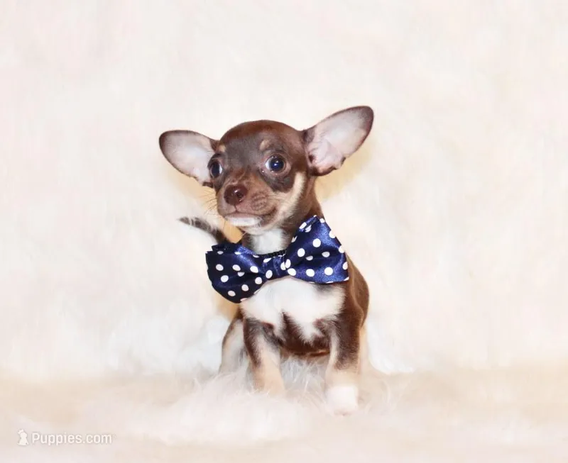 Remus – Chihuahua puppy for sale in Charleston, AR