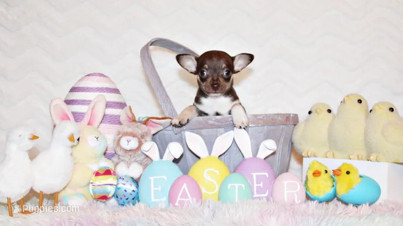 Remus – Chihuahua puppy for sale in Charleston, AR