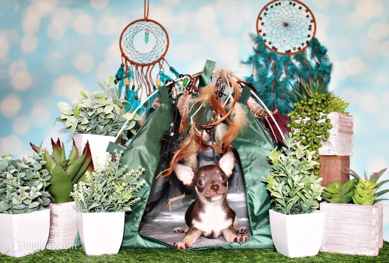 Remus – Chihuahua puppy for sale in Charleston, AR