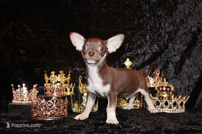 Remus – Chihuahua puppy for sale in Charleston, AR