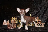 Remus, a male Chihuahua for sale in Charleston, AR – 1 of 7
