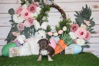 Remus, a male Chihuahua for sale in Charleston, AR – Photo 2 of 2