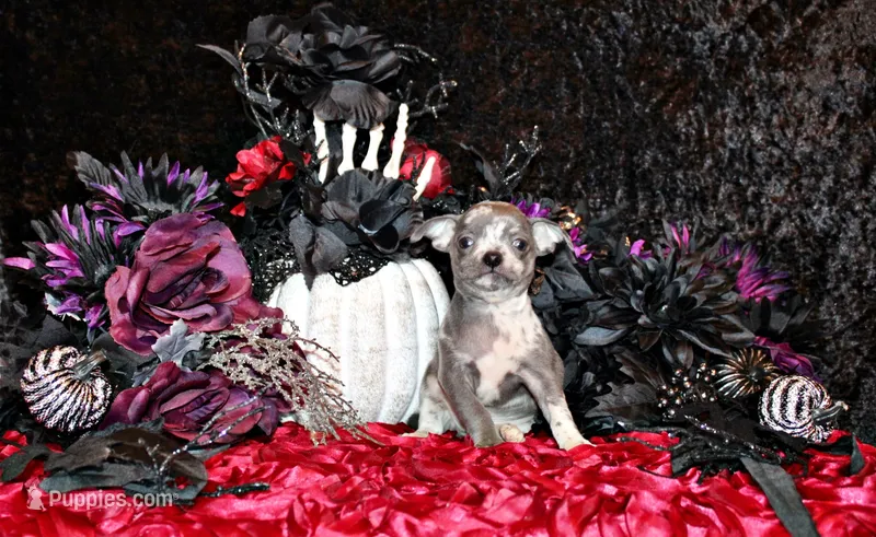Arlo – Chihuahua puppy for sale in Charleston, AR