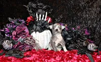 Arlo, a male Chihuahua for sale in Charleston, AR – 1 of 4