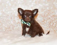 Ian, a male Chihuahua for sale in Charleston, AR – 3 of 5