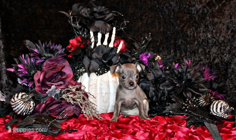 Alani – Chihuahua puppy for sale in Charleston, AR