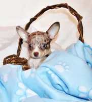 Newt, a male Chihuahua for sale in Charleston, AR – 3 of 5