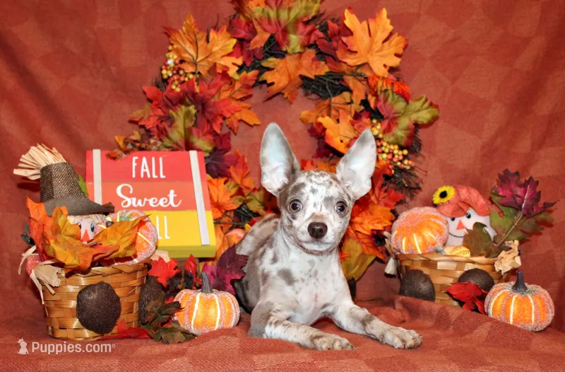 Hector – Chihuahua puppy for sale in Charleston, AR