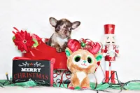 Yukiko, a female Chihuahua for sale in Charleston, AR – Photo 4 of 7