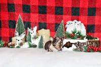 Yukiko, a female Chihuahua for sale in Charleston, AR – Photo 7 of 7