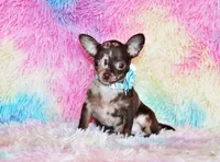 Yukiko, a female Chihuahua for sale in Charleston, AR – Photo 1 of 7