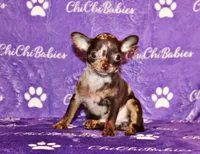 Yukiko, a female Chihuahua for sale in Charleston, AR – Photo 2 of 7