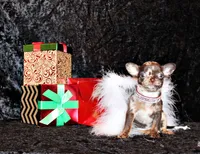 Yukiko, a female Chihuahua for sale in Charleston, AR – Photo 5 of 7