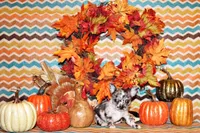 Sid, a male Chihuahua for sale in Charleston, AR – Photo 2 of 2