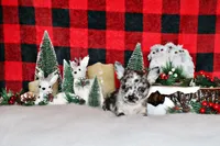 Sid, a male Chihuahua for sale in Charleston, AR – Photo 1 of 2