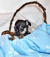 Navy, a male Chihuahua for sale in Charleston, AR – 3 of 5