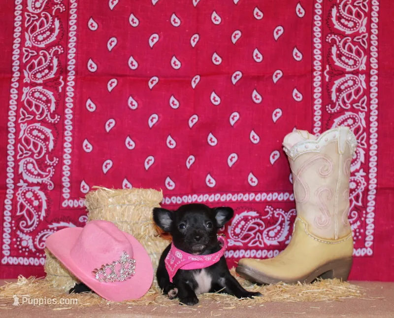 Zahara – Chihuahua puppy for sale in Charleston, AR
