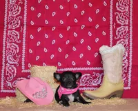 Zahara, a female Chihuahua for sale in Charleston, AR – 1 of 1