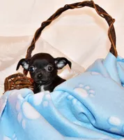 Kincaid, a male Chihuahua for sale in Charleston, AR – 2 of 4