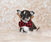 Oscar, a male Chihuahua for sale in Charleston, AR – 5 of 5