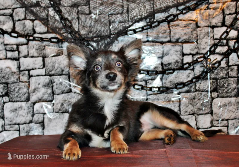 Blue – Chihuahua puppy for sale in Charleston, AR
