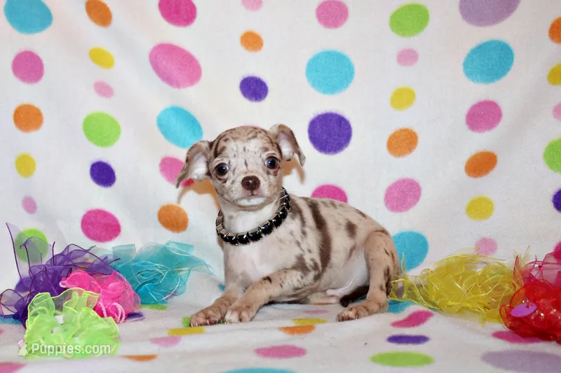 Kairos – Chihuahua puppy for sale in Charleston, AR