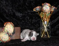 Fuego, a female Chihuahua for sale in Charleston, AR – 4 of 4