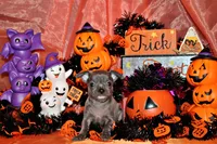 Alani, a female Chihuahua for sale in Charleston, AR – 3 of 4