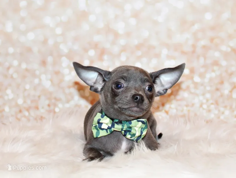 Denver – Chihuahua puppy for sale in Charleston, AR