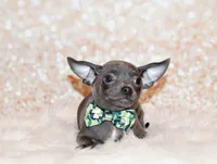 Denver, a male Chihuahua for sale in Charleston, AR – 2 of 6