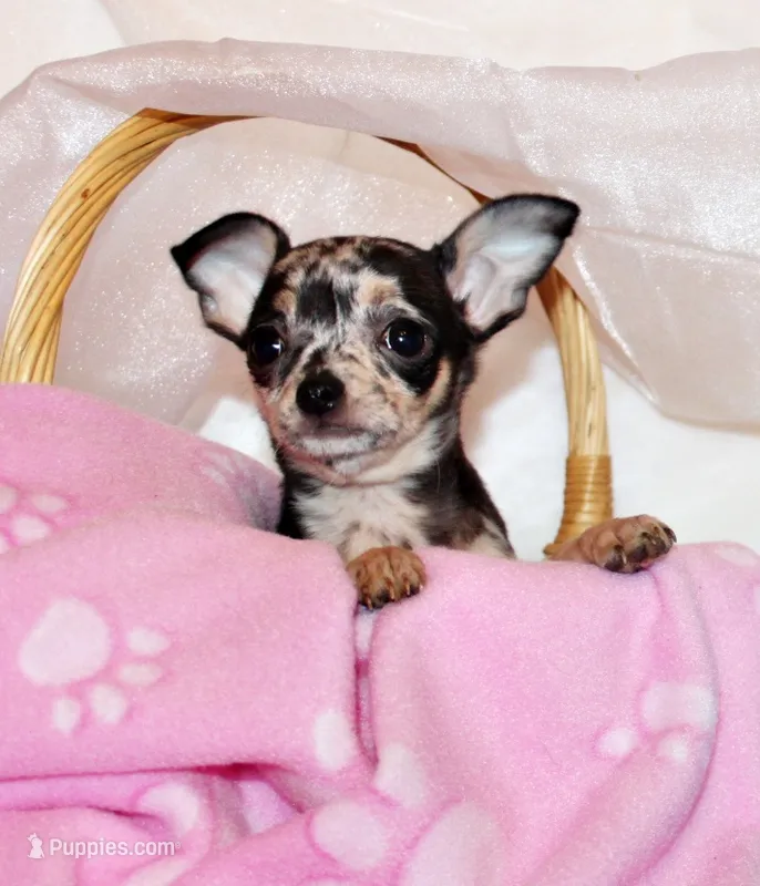 Giana – Chihuahua puppy for sale in Charleston, AR