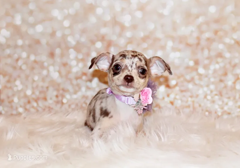 Guinevere – Chihuahua puppy for sale in Charleston, AR