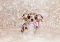Guinevere, a female Chihuahua for sale in Charleston, AR – 1 of 3