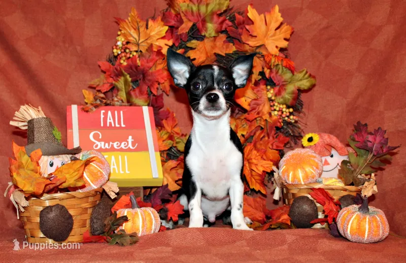 Lucius – Chihuahua puppy for sale in Charleston, AR