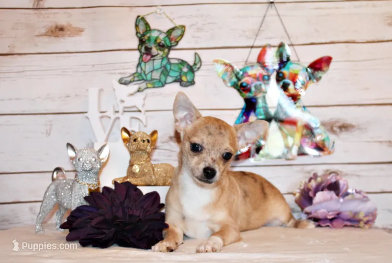 Thaddeus – Chihuahua puppy for sale in Charleston, AR