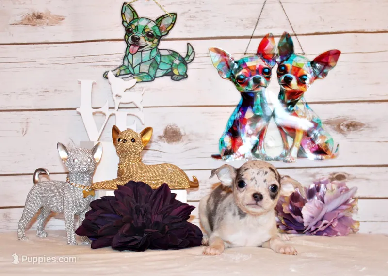 Demi – Chihuahua puppy for sale in Charleston, AR