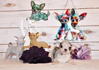 Demi, a female Chihuahua for sale in Charleston, AR – 1 of 4