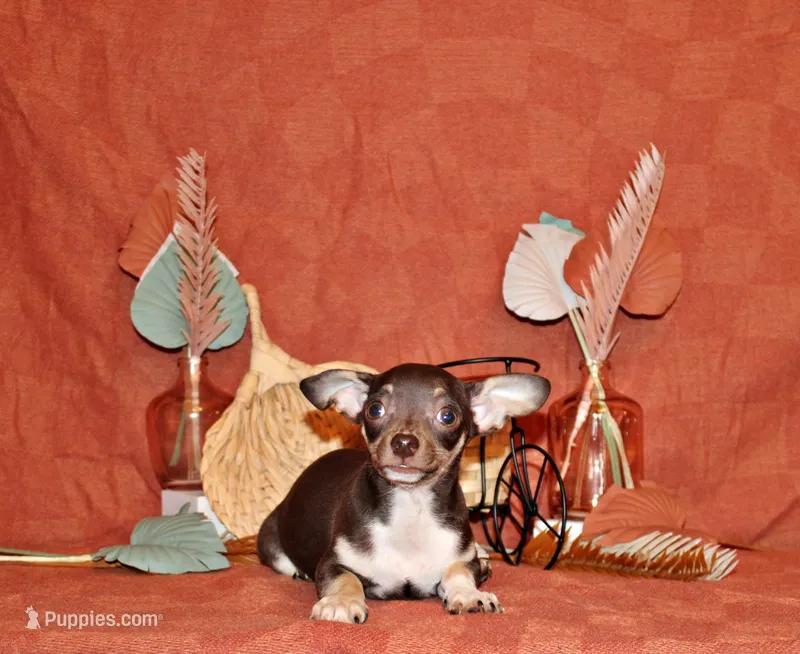 Remus – Chihuahua puppy for sale in Charleston, AR