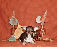 Remus, a male Chihuahua for sale in Charleston, AR – 1 of 10