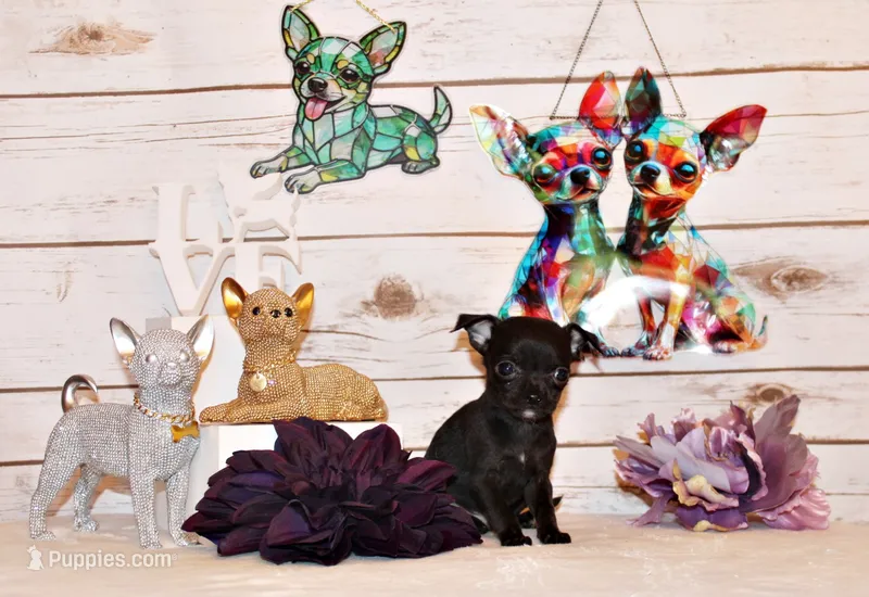 Gilley – Chihuahua puppy for sale in Charleston, AR