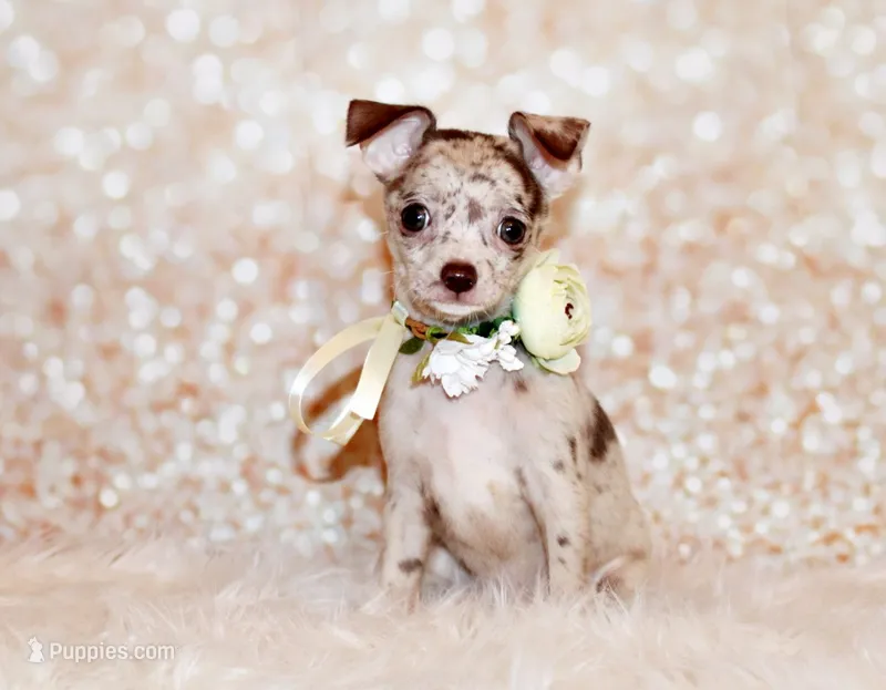 Gretchen – Chihuahua puppy for sale in Charleston, AR